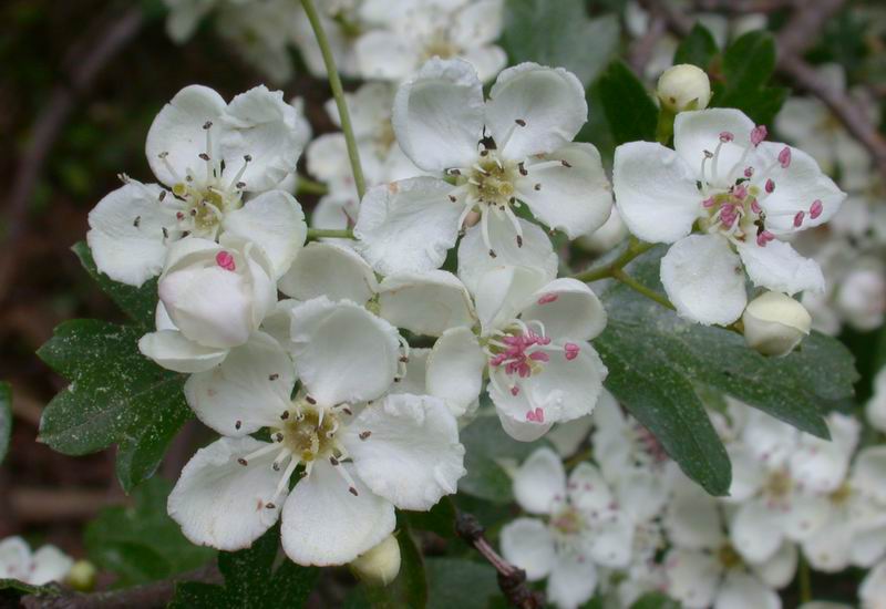 Mycoflora toscana - Pochi ma buoni...
